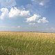 Номинация - Природа Родного края. Ирина Шатрашанова. Ульяновские поля